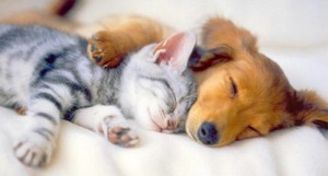 Polyphasic Sleep - Cat and Dog