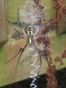 Female Black and Yellow Garden Spider (bottom of torso)